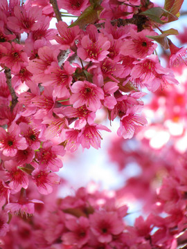 櫻花