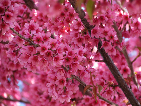 櫻花