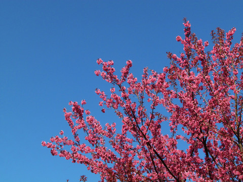 櫻花