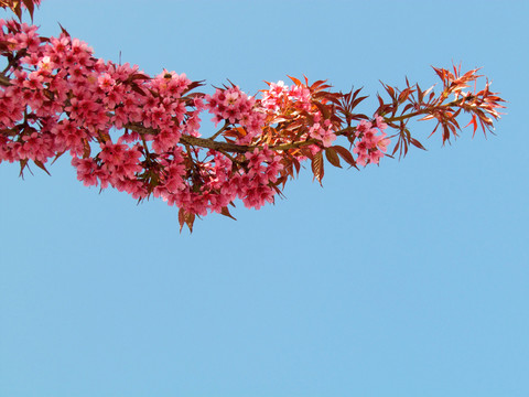一枝櫻花