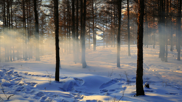 雪原樹林霧氣