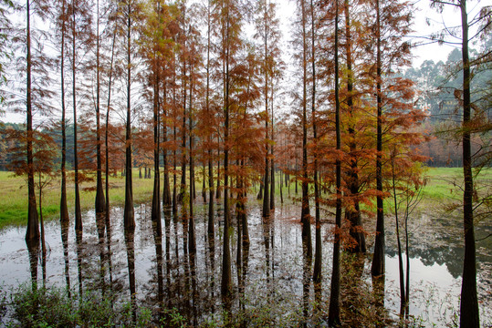 樹林紅葉