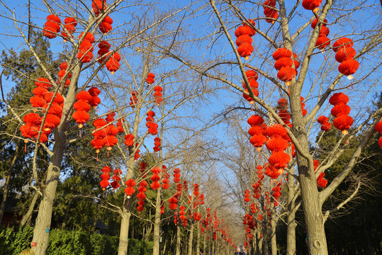 大紅燈籠