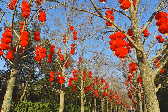 樹上的大紅燈籠