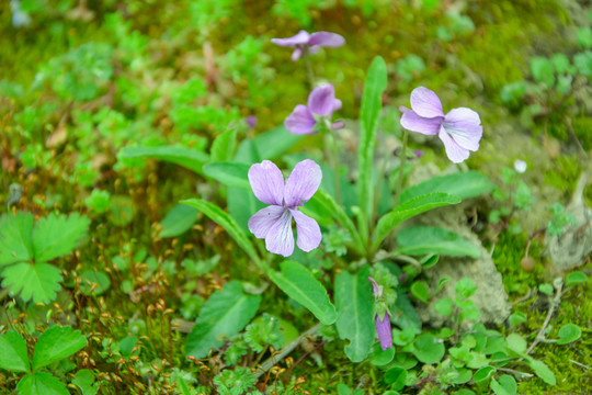 花兒