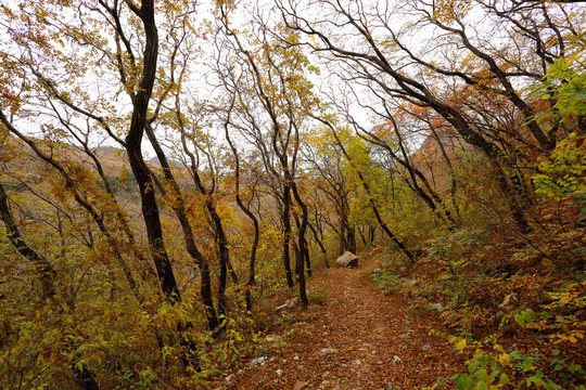 層林盡染 山野秋意