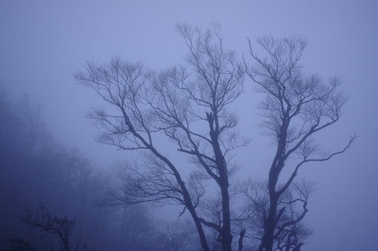 樹