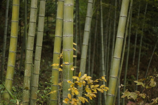 竹林