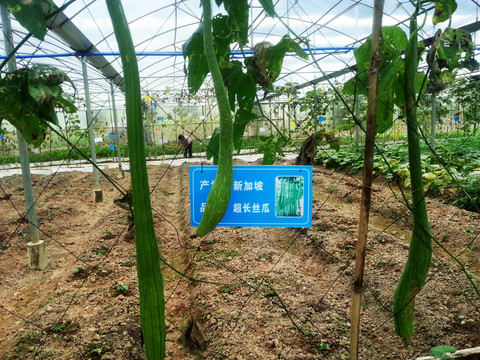 超長絲瓜 新加坡蔬菜 植物花草