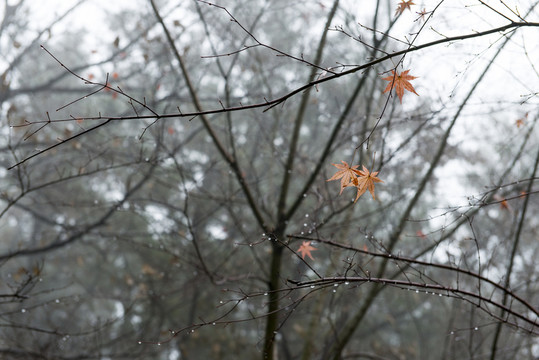 樹林 霧氣