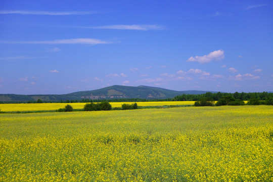 農(nóng)田油菜花