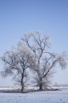 冬雪