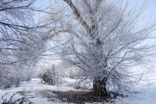 樹林
