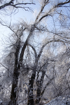 樹林