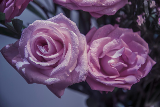 鮮花