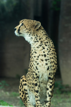 獵豹