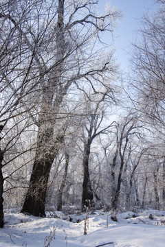 樹林