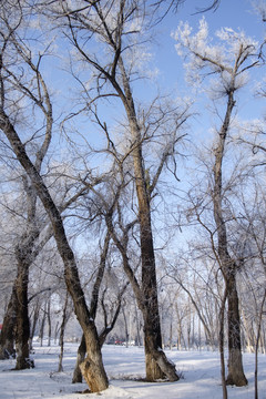 樹林