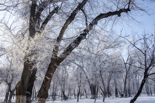 樹林