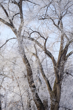 樹林