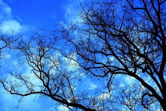 南京玄武湖公園風光 冬日
