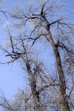 樹林