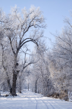 樹林