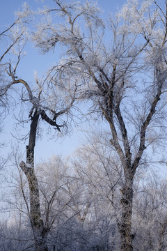 樹林