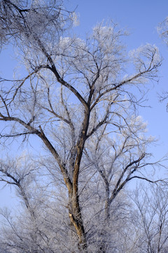 樹林
