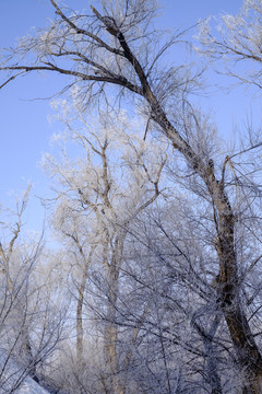 樹林