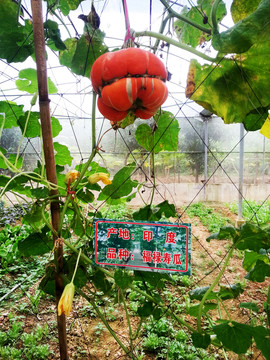 福祿壽瓜 蔬菜 印度