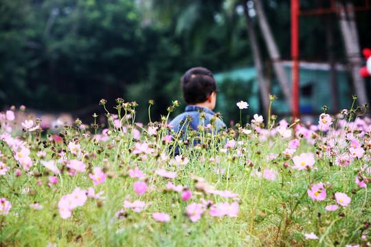 花叢