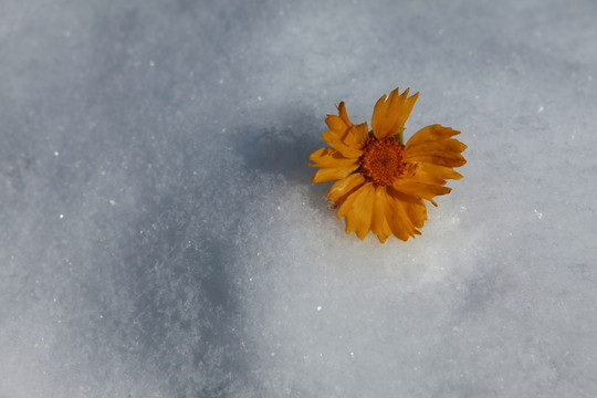 雪中的金盞菊
