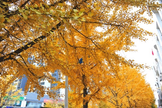 銀杏樹 銀杏葉