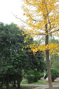銀杏樹