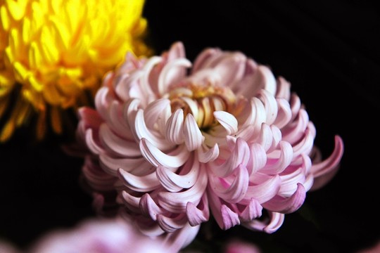 菊花 秋菊