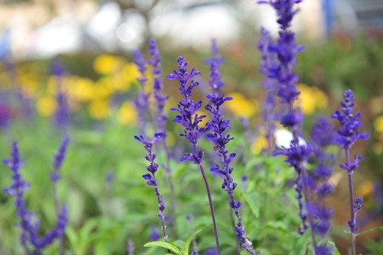 熏衣草園 紫色花