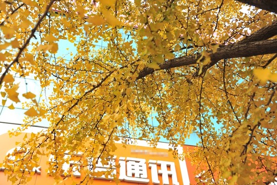 金黃銀杏
