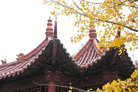 銀杏 園林風(fēng)景