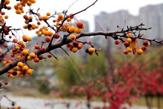 秋天果實 黃色果實