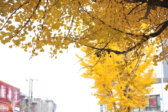 銀杏樹 秋天