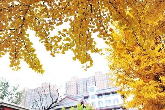 銀杏樹 銀杏樹葉 金秋