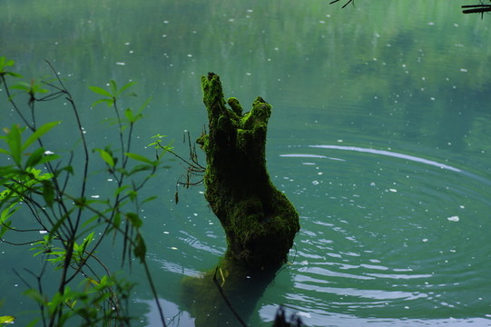 樹樁 湖水