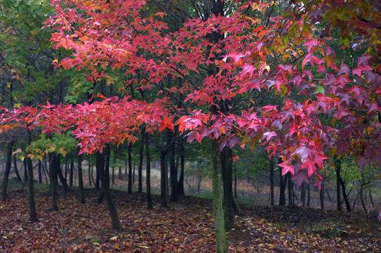 霜葉紅于二月花