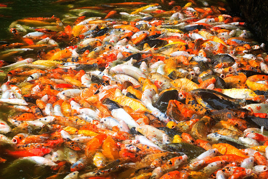 錦鯉魚群