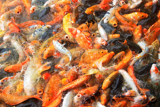 錦鯉魚(yú)群