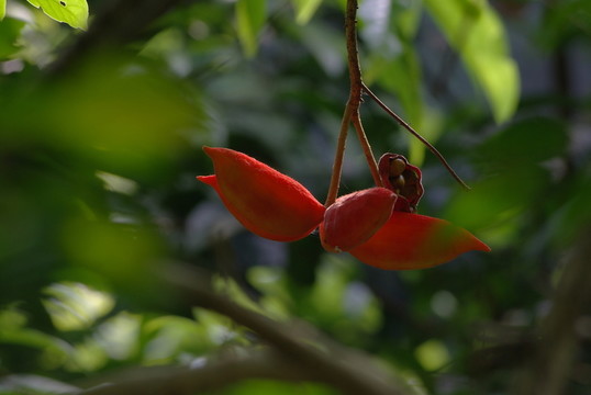 紅果