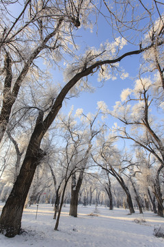 樹林