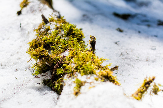 雪地 樹干 苔蘚