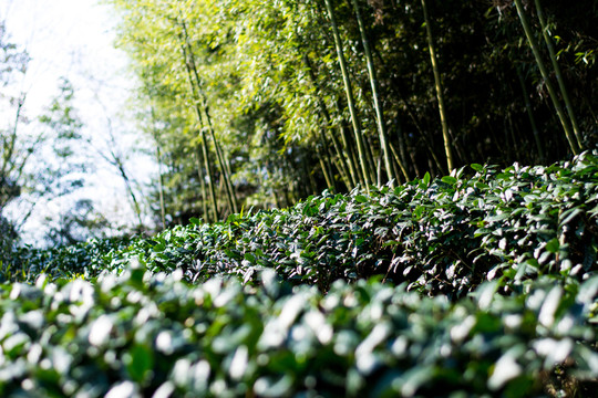 蒙頂茶園